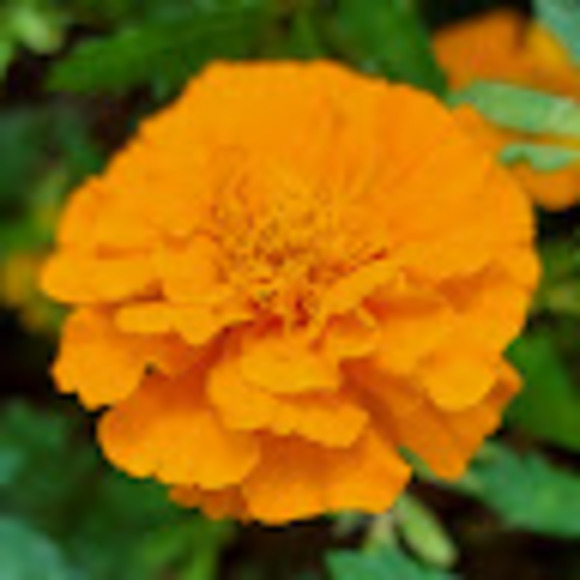 Meet your Posher, Khea - Picture 1 of 1